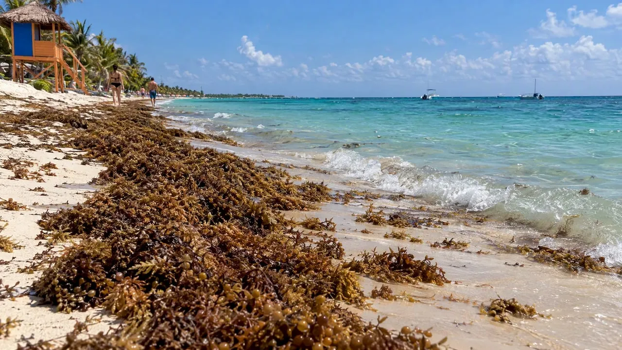 Sargassum in het Caribisch gebied 2026: waar wel en niet?