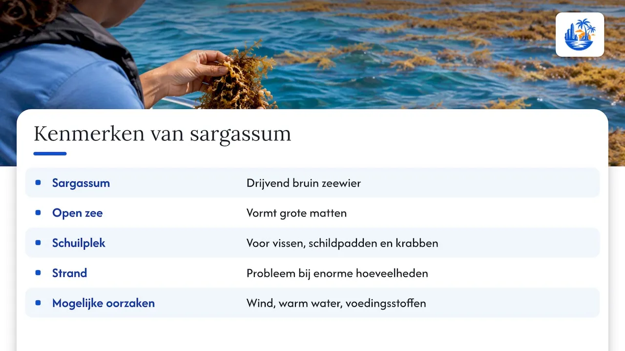 Wat is sargassum precies? — overview diagram